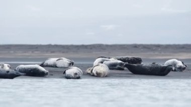 İzlanda 'daki Kara Kum Sahili' nde Kürk Mührü. Vahşi Yaşam Memelileri. Manzaralı Okyanus Kıyısı. Doğal ortamda Deniz Aslanları. Çekim 8k Çözünürlükte.