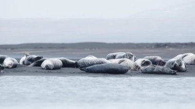 İzlanda 'daki Kara Kum Sahili' nde Kürk Mührü. Vahşi Yaşam Memelileri. Manzaralı Okyanus Kıyısı. Doğal ortamda Deniz Aslanları. Çekim 8k Çözünürlükte.