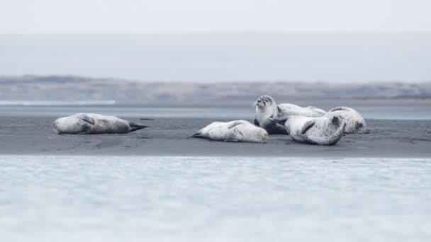 アイスランドの黒砂のビーチで毛皮のアザラシ 野生動物の哺乳動物 風光明媚なビーチと海の海岸 自然環境でのアシカ 8K分解能で撮影 — ストック動画