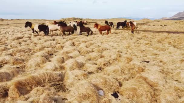 Grande Mandria Cavalli Nella Natura Islandese Golden Mountain Meadow Autunno — Video Stock