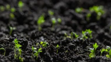 Agriculture. Growing plants in time lapse. Sprout germination at spring. Green seedling in soil. Agriculture concept. Life of young sprout. Sprouted seed in fertile soil. 