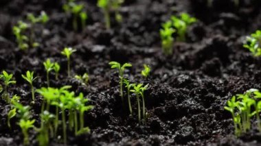 Agriculture. Growing plants in time lapse. Sprout germination at spring. Green seedling in soil. Agriculture concept. Life of young sprout. Sprouted seed in fertile soil. 