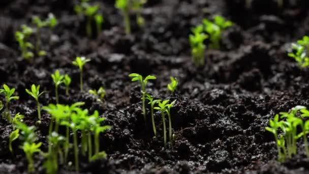 Agricultura Cultivo Plantas Lapso Tiempo Brota Germinación Primavera Plántulas Verdes — Vídeos de Stock