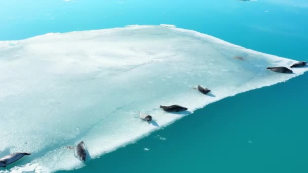 Sellos Piel Iceberg Islandia Animales Marinos Mamíferos Naturaleza Vida Silvestre — Vídeos de Stock