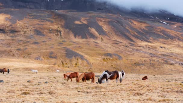 Grote Herd Van Paarden Ijslandse Natuur Golden Mountain Meadow Het — Stockvideo