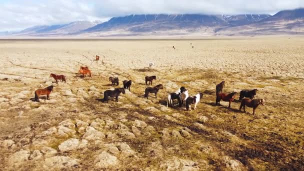 アイスランドの自然の中で馬の大群れ 秋の黄金の山の牧草地 — ストック動画