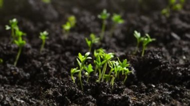 Agriculture. Growing plants in time lapse. Sprout germination at spring. Green seedling in soil. Agriculture concept. Life of young sprout. Sprouted seed in fertile soil. 