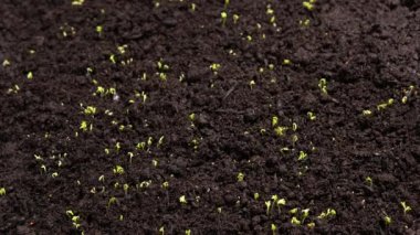Agriculture. Growing plants in time lapse. Sprout germination at spring. Green seedling in soil. Agriculture concept. Life of young sprout. Sprouted seed in fertile soil. 