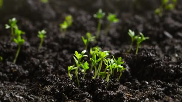 Agriculture Growing Plants Time Lapse Sprout Germination Spring Green Seedling — Video