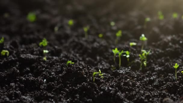 Landwirtschaft Pflanzen Zeitraffer Anbauen Keimung Der Sprossen Frühling Grüner Sämling — Stockvideo