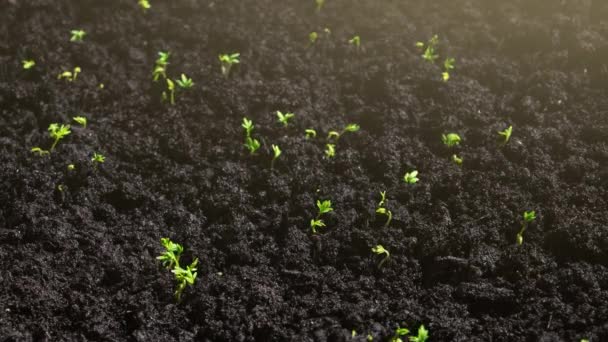 Сельское Хозяйство Растения Растут Временем Прорастание Ростков Весной Зеленые Саженцы — стоковое видео