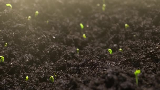 Γεωργία Καλλιέργεια Φυτών Στο Χρόνο Φυτρώνουν Την Άνοιξη Πράσινος Σπόρος — Αρχείο Βίντεο