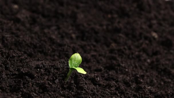 Plant Germination Soil Green Sprout Slowly Growing Ground Nature Beautiful — Vídeos de Stock