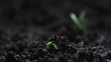 Plant Germination from Soil, Green Sprout Slowly Growing from Ground in Nature, Beautiful Farm and Garden Time Lapse. Growing Vegetables in a Greenhouse. Shot in 8k resolution. 