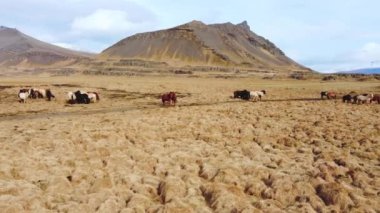 İzlanda Doğa 'sında Büyük Atlar Sürüsü. Sonbaharda Altın Dağ Çayırı. 4k.