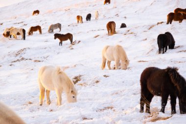 Horses In Winter. Rural Animals in Snow Covered Meadow. Pure Nature in Iceland. Frozen North Landscape. Icelandic Horse is a Breed of Horse Developed in Iceland