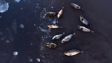 Kürk fokları İzlanda 'daki Kara Kum Sahili kıyısında yatar. Gün batımında yüzen buz kütleleriyle okyanus kıyısında. İzlanda Vahşi Yaşam Doğası. Deniz Aslanları, Doğal Çevrede Hayvan. Hava Görünümü.