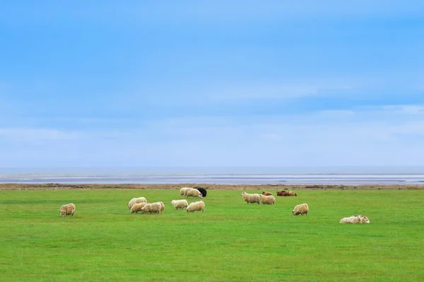 Ocean Coastline yakınlarındaki Dağ Çayırında İzlanda Koyun Otlağı, Saf ve Temiz Doğadaki Ev Hayvanları Grubu. Ekolojik olarak Temiz Kuzu eti ve Yün Üretimi. Manzara Bölgesi. Yüksek kalite fotoğraf