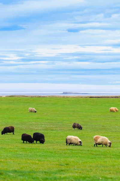 Ocean Coastline yakınlarındaki Dağ Çayırında İzlanda Koyun Otlağı, Saf ve Temiz Doğadaki Ev Hayvanları Grubu. Ekolojik olarak Temiz Kuzu eti ve Yün Üretimi. Manzara Bölgesi. Yüksek kalite fotoğraf