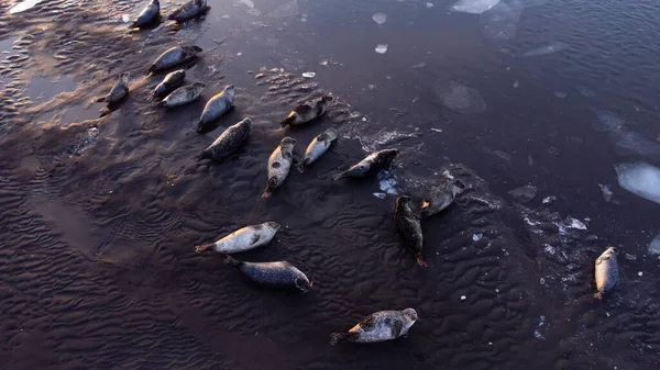 Fur Seals Leží Břehu Černého Písku Islandu Oceánské Pobřeží Plovoucími — Stock fotografie