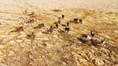 İzlanda Doğa 'sında Büyük Atlar Sürüsü. Sonbaharda Altın Dağ Çayırı. 4k.