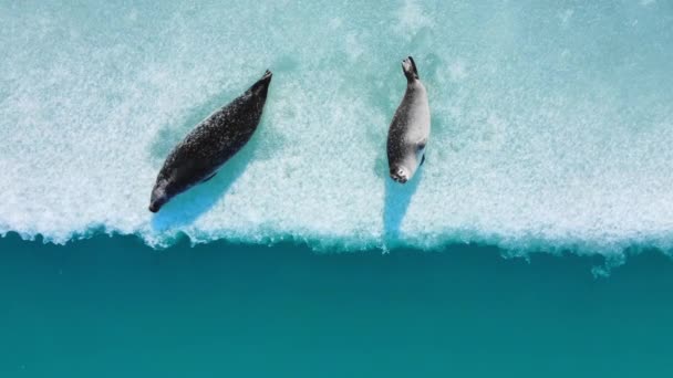 Печати Айсберге Исландии Млекопитающие Океана Животных Дикой Природе Арктическая Дикая — стоковое видео