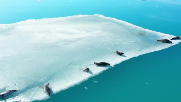 在冰岛的冰山上贴上毛皮封条野生动物中的哺乳动物 北极野生动物 冬天的自然 纯冰漂浮在碧绿的水中 海豹航空视图4K — 图库视频影像