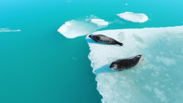 Zlanda Daki Buzdağında Kürk Fokları Vahşi Doğadaki Memeli Okyanus Hayvanları — Stok video