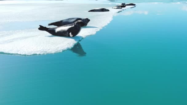 Szőrfókák Jéghegyen Izlandon Emlős Óceáni Állatok Vadonban Sarki Vadvilág Természet — Stock videók