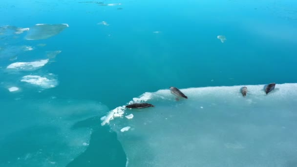 Szőrfókák Jéghegyen Izlandon Emlős Óceáni Állatok Vadonban Sarki Vadvilág Természet — Stock videók
