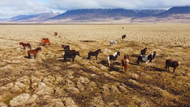 Duże Stado Koni Islandzkiej Naturze Złota Góra Łąka Jesienią — Wideo stockowe