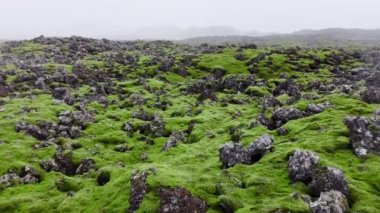 İzlanda 'da yeşil yosunlarla kaplı lav tarlaları. Manzaralı Ulusal Park alanı. Taze yeşil yaz volkanik alanı. Alışılmadık soyut hava manzarası 4k. Yüksek kalite 4k görüntü