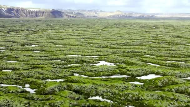 冰岛的熔岩地覆盖着绿色苔藓 风景国家公园区域 新鲜的绿色夏季火山场 异乎寻常的抽象景观空中景观4K 高质量的4K镜头 — 图库视频影像