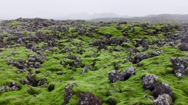 Campi Lava Ricoperti Muschio Verde Islanda Parco Nazionale Panoramico Fresco — Video Stock