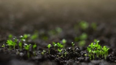 Agriculture. Growing plants in time lapse. Sprout germination at spring. Green seedling in soil. Agriculture concept. Life of young sprout. Sprouted seed in fertile soil. 