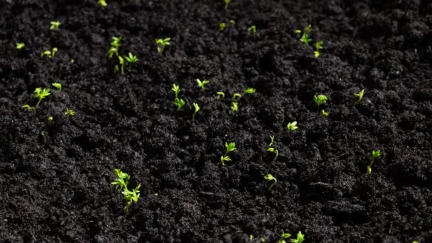 식물은 지남에 발아한다 토양에 푸른씨를 심는다 흩어진 — 비디오