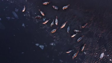 Fur Seals Lie on the Shore of the Black Sand Beach in Iceland. Ocean Coast with Floating Ice Floes at Sunset. Iceland Wildlife Nature. Sea Lions, Animal in Natural Environment. Aerial View 4k.