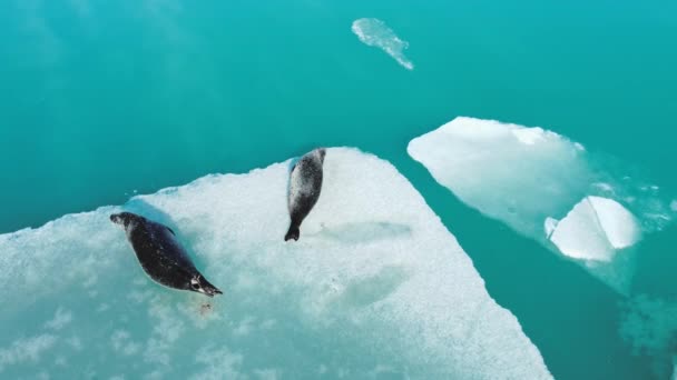 毛皮アイスランドの氷山にアザラシ 野生の哺乳動物 北極の野生動物 冬の自然 純粋な氷はターコイズブルーの水に浮かぶ 毛皮のシール アシカ シール 空中写真4K — ストック動画