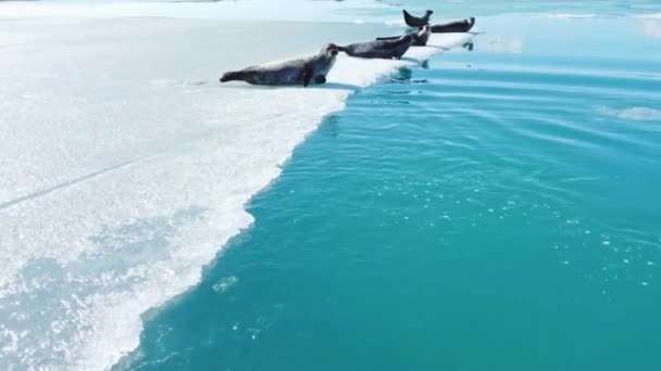 Хутряні Печатки Айсберзі Ісландії Мамонтові Океанські Тварини Дикій Природі Арктична — стокове відео