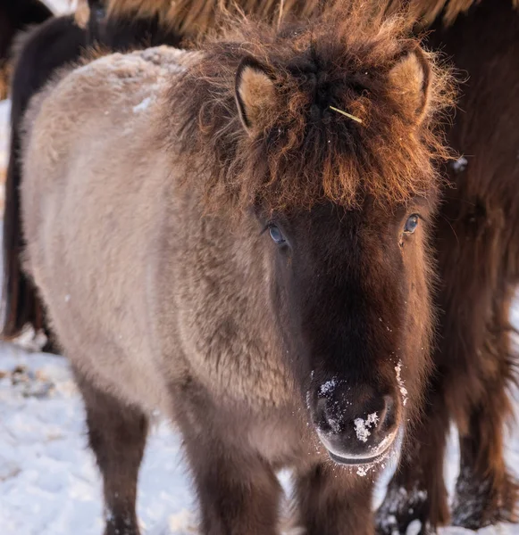 Horses In Winter. Rural Animals in Snow Covered Meadow. Pure Nature in Iceland. Frozen North Landscape. Icelandic Horse is a Breed of Horse Developed in Iceland. 