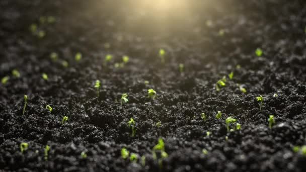 Zemědělství Pěstování Rostlin Čase Krátí Výhonky Klíčí Jaře Zelené Sazenice — Stock video