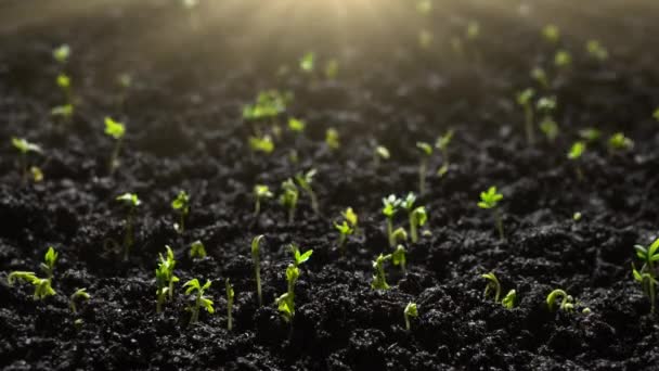 Agricultura Cultivando Plantas Lapso Tempo Germinação Broto Primavera Mudas Verdes — Vídeo de Stock