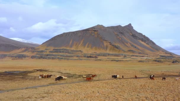 Stor Hjord Hästar Isländsk Natur Golden Mountain Meadow Hösten — Stockvideo