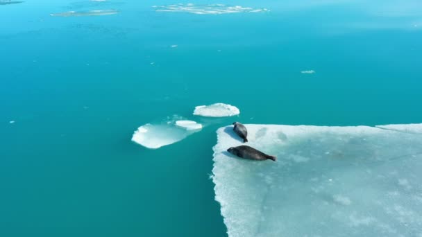 Pelsrobben Ijsberg Ijsland Zoogdieren Het Wild Arctische Fauna Natuur Winter — Stockvideo