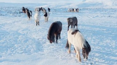 Horses In Winter. Rural Animals in Snow Covered Meadow. Pure Nature in Iceland. Frozen North Landscape. Icelandic Horse is a Breed of Horse Developed in Iceland. Shot in 8k Resolution.