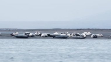 İzlanda 'daki Kara Kum Sahili' nde Kürk Mührü. Vahşi Yaşam Memelileri. Manzaralı Okyanus Kıyısı. Doğal ortamda Deniz Aslanları. Çekim 8k Çözünürlükte.