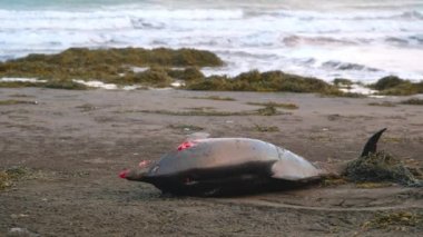Dead Dolphin on Picturesque Winter Beach at Sunset, Snowy Mountains And Ocean, Dead body of an animal, Extinction and ecological catastrophe. High quality photo