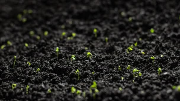 Plantas Que Crescem Lapso Tempo Brotos Salada Agrião Germinação Sementes — Vídeo de Stock
