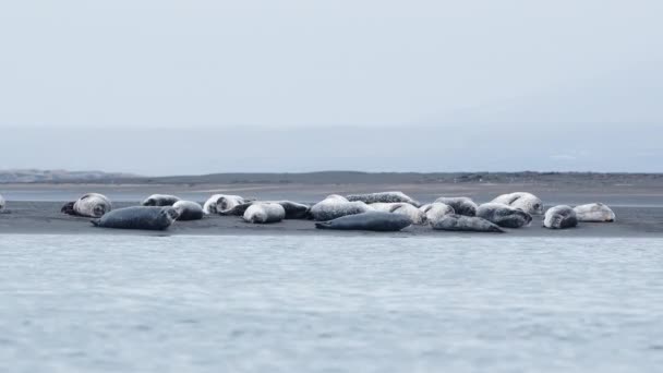 Σφραγίδες Γούνας Στην Παραλία Μαύρης Άμμου Στην Ισλανδία Άγρια Θηλαστικά — Αρχείο Βίντεο
