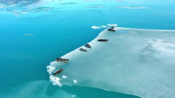 Zlanda Daki Buzdağında Kürk Fokları Vahşi Doğadaki Memeli Okyanus Hayvanları — Stok video